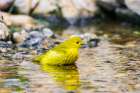 Yellow Warbler bathing-Marion County-Illinois Art Print